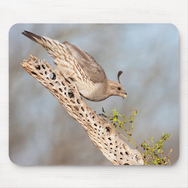 Female Gambel's Quail Mouse Pad (Front)