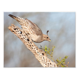 Female Gambel's Quail Photo Print