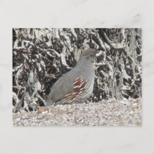Female Gambel's Quail Postcard