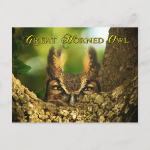 Female Great Horned Owl Postcard