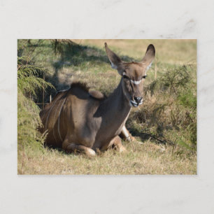Female Greater Kudu Postcard