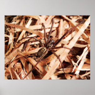 Female hobo spider poster