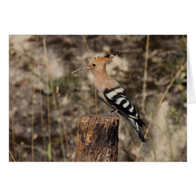 Female Hoopoe On Trunk (Front Horizontal)