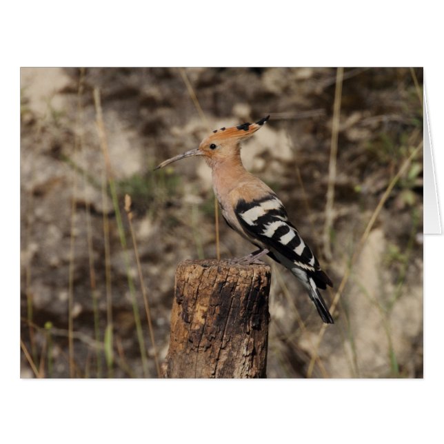 Female Hoopoe On Trunk (Front Horizontal)