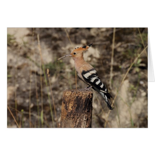 Female Hoopoe On Trunk (Front Horizontal)