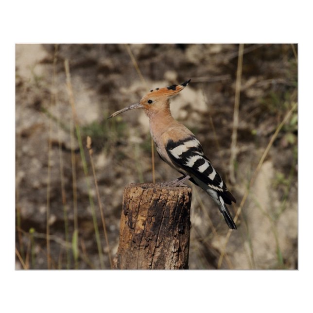 Female Hoopoe On Trunk Poster (Front)