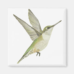 Female Hummingbird Magnet