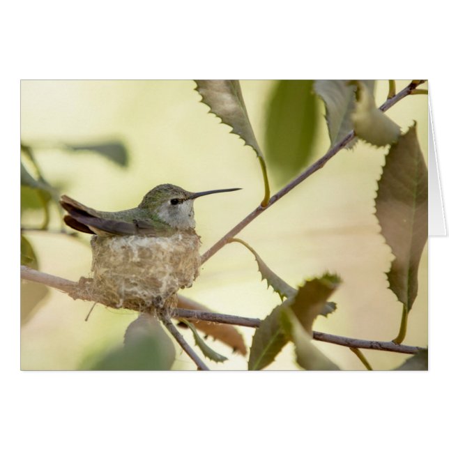 Female hummingbird on her nest (Front Horizontal)