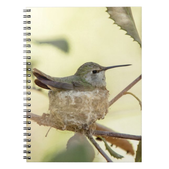 Female hummingbird on her nest notebook (Front)