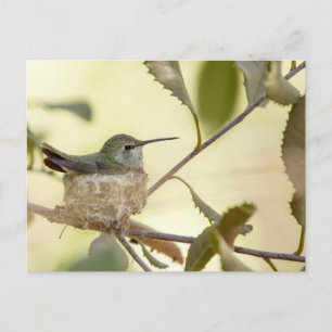 Female hummingbird on her nest postcard