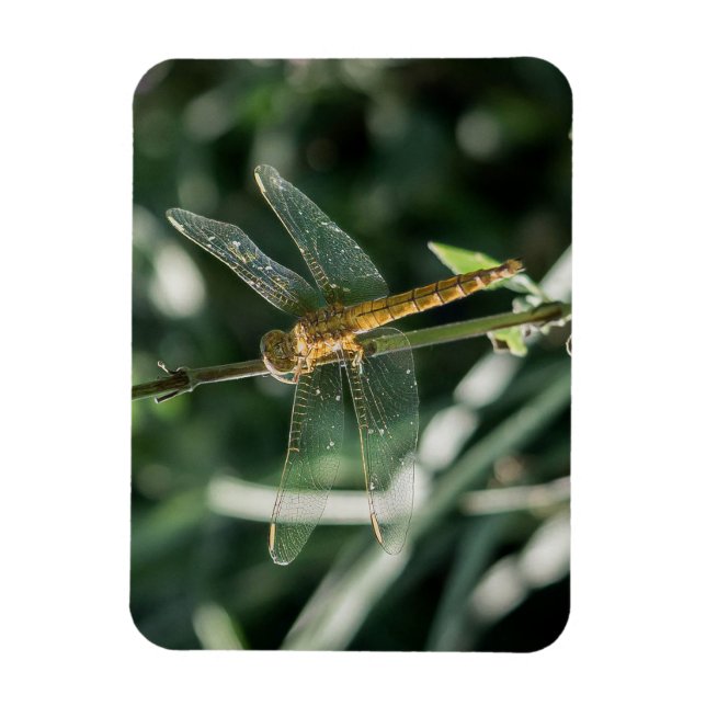 Female Keeled Skimmer Dragonfly Magnet (Vertical)