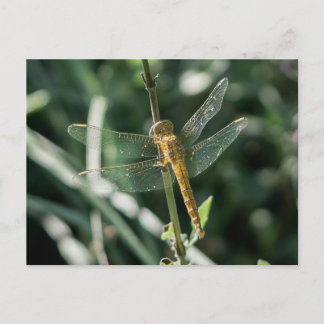 Female Keeled Skimmer Dragonfly Postcard