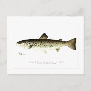 Female Land-locked Salmon or Quaniche Postcard