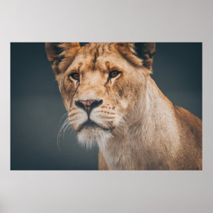 FEMALE LION AT JYLLAND PARK ZOO POSTER