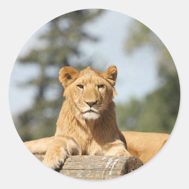 Female Lion Classic Round Sticker (Front)