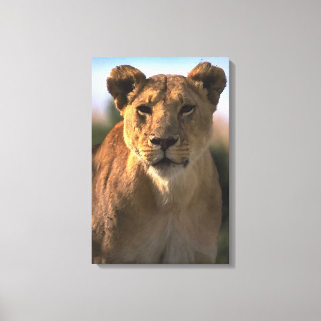 Female Lion Lioness Queen Of the Jungle Canvas Print (Front)