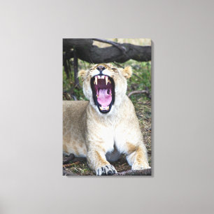 Female lion (Panthera leo), Masai Mara National 2 Canvas Print
