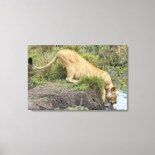 Female lion (Panthera leo), Masai Mara National Canvas Print