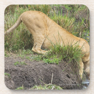 Female lion (Panthera leo), Masai Mara National Coaster