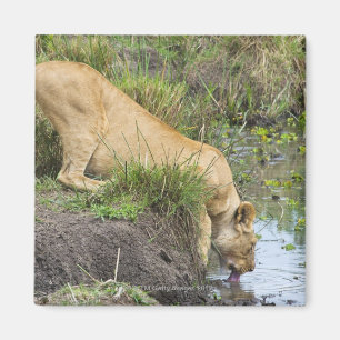 Female lion (Panthera leo), Masai Mara National Magnet
