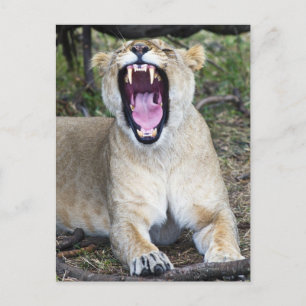 Female lion (Panthera leo), Masai Mara National Postcard