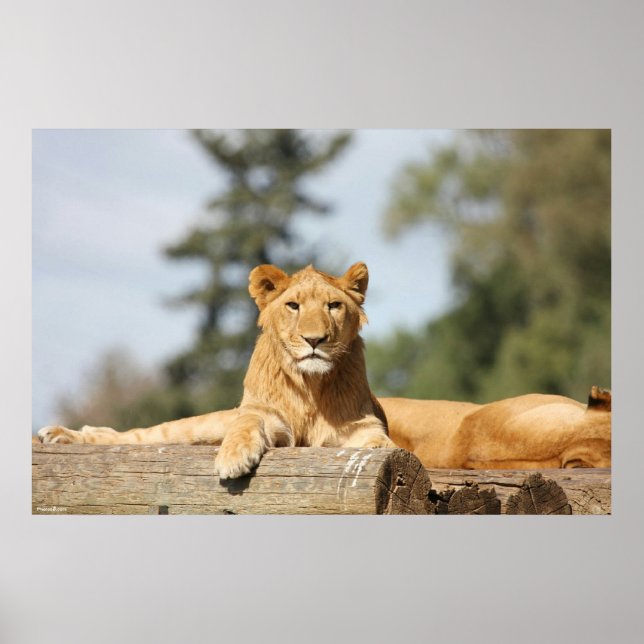 Female Lion Poster (Front)