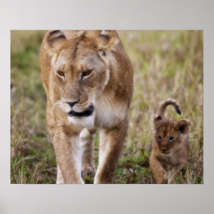 Female Lion with cub (Panthera Leo) as seen in Poster