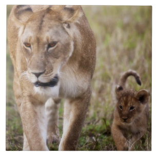 Female Lion with Cub Tile
