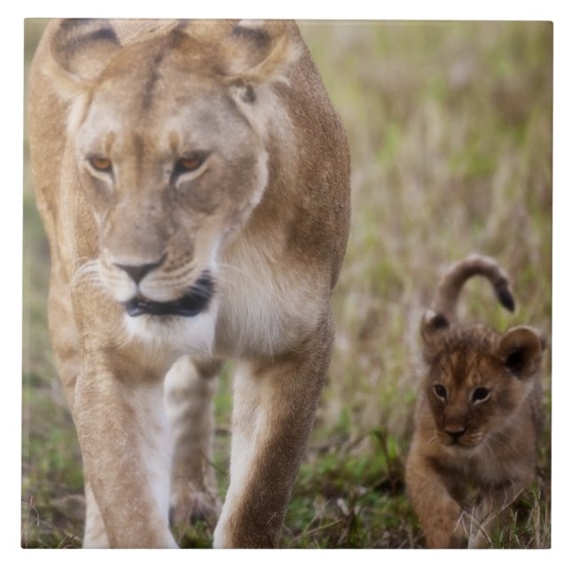 Female Lion with Cub Tile (Front)