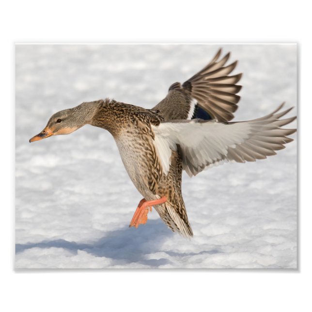 Female Mallard Duck Landing in the Snow Photo Print (Front)