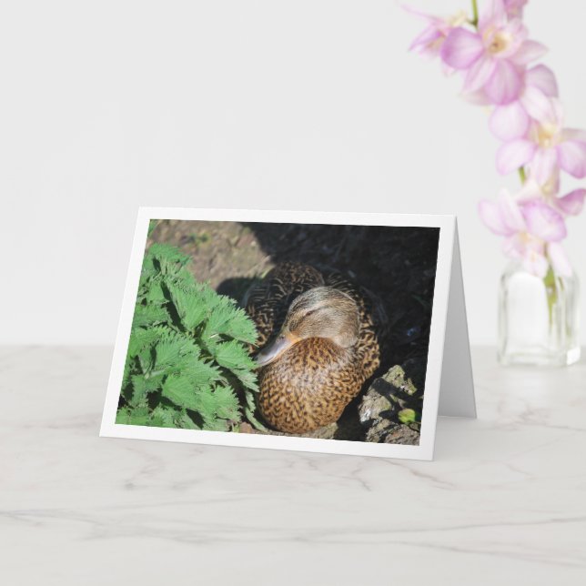 Female Mallard Duck Nesting Card (Orchid)