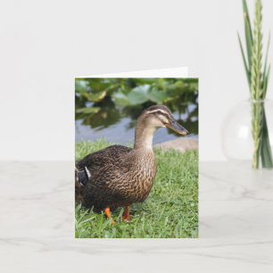 Female Mallard Duck Photo Folded Note Card