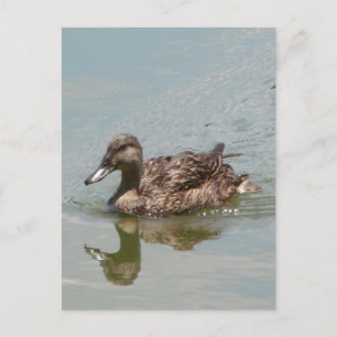 Female Mallard Duck Photo Postcard