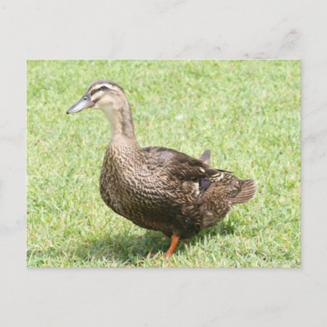 Female Mallard Duck Photo Postcard (Front)