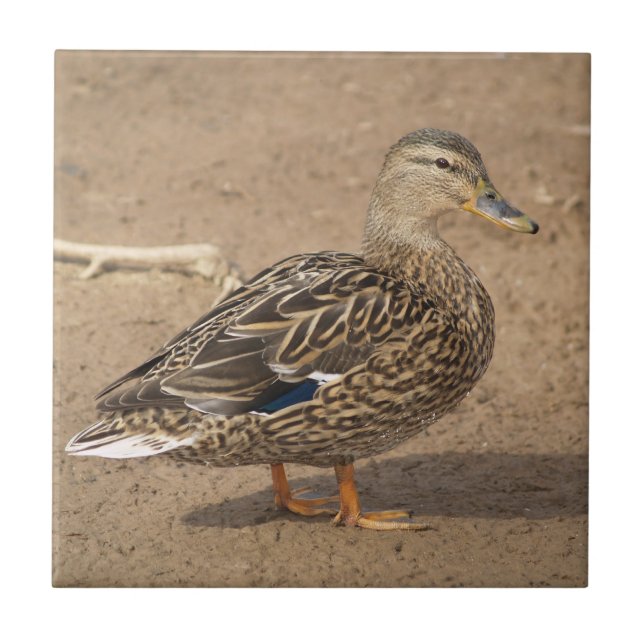 Female Mallard Duck Tile Trivet (Front)