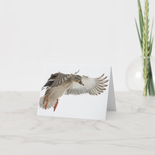 Female Mallard in Flight Blank Note Card (Front)