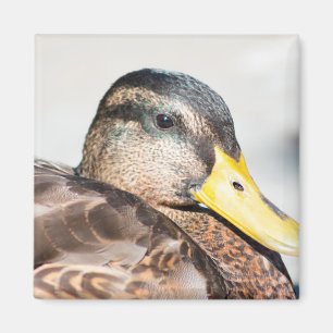 Female Mallard Magnet