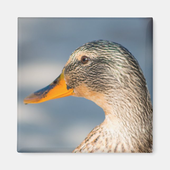 Female Mallard Magnet (Front)