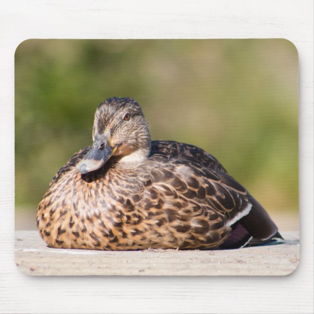 Female Mallard Mouse Pad (Front)
