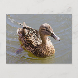 Female Mallard Postcard