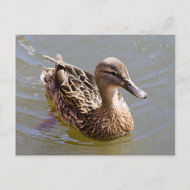 Female Mallard Postcard (Front)
