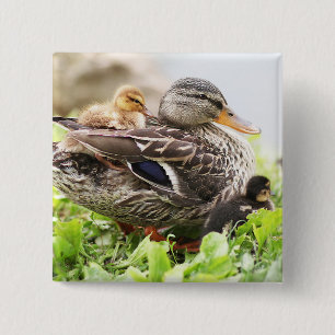 Female Mallard Surrounded By Ducklings 2 Inch Square Button