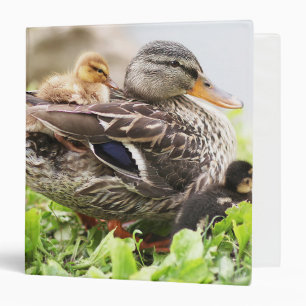 Female Mallard Surrounded By Ducklings Binder