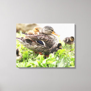 Female Mallard Surrounded By Ducklings Canvas Print