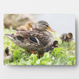 Female Mallard Surrounded By Ducklings Plaque