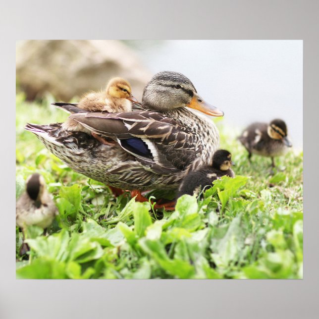 Female Mallard Surrounded By Ducklings Poster (Front)