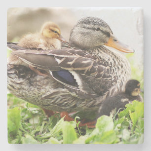 Female Mallard Surrounded By Ducklings Stone Coaster