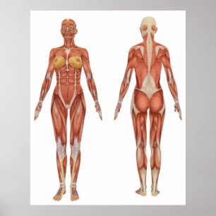 Female Muscular Anatomy Front and Rear View Poster