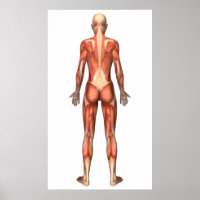 Female Muscular System, Back View