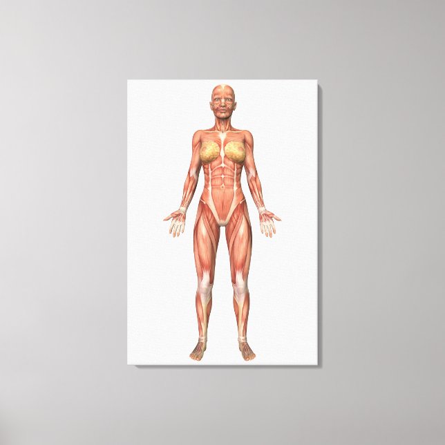 Female Muscular System, Front View Canvas Print (Front)